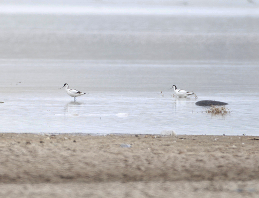 Pied Avocet