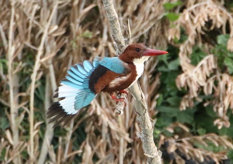 White-throated Kingfisher