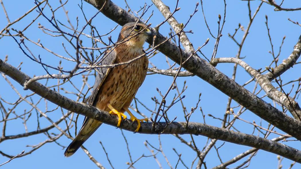 Merlin