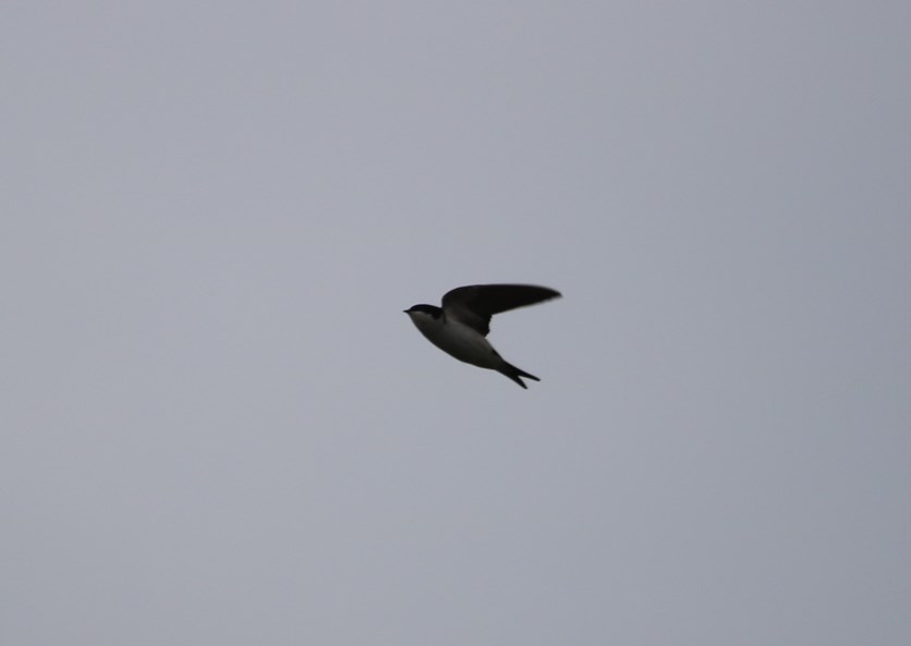 Western House Martin