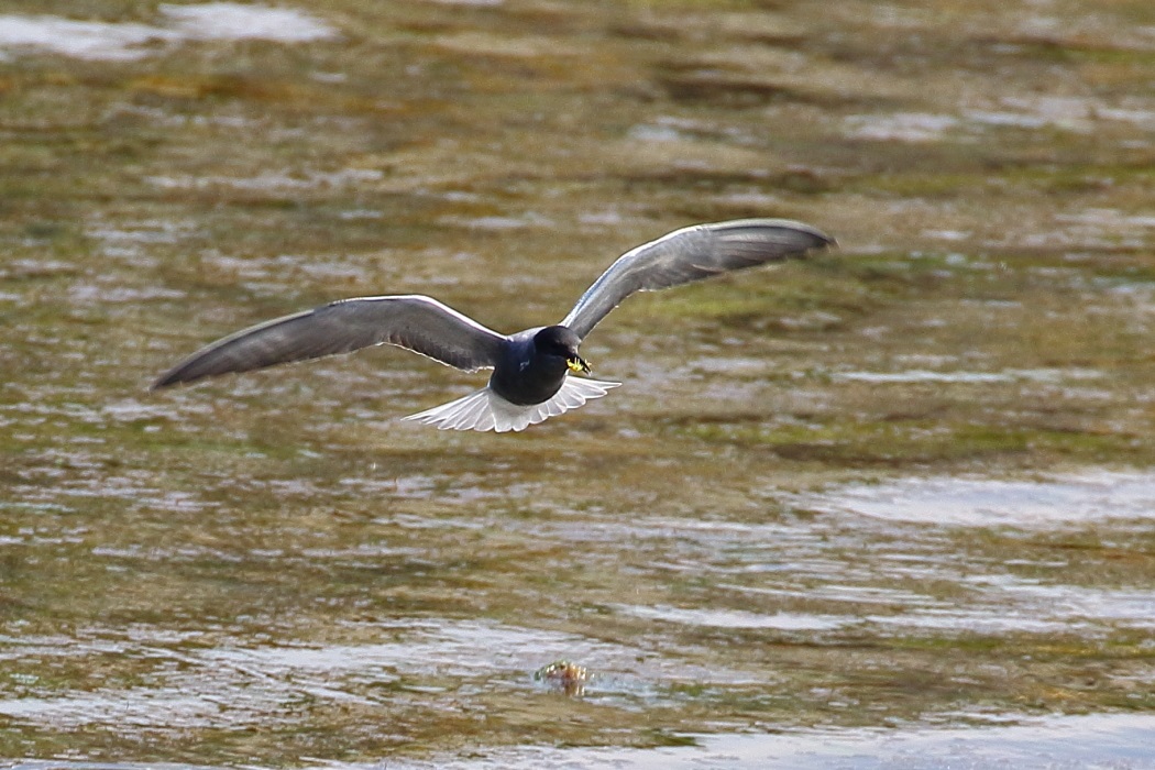 Black Tern
