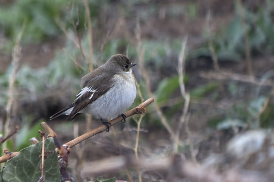 European Pied Flycatcher