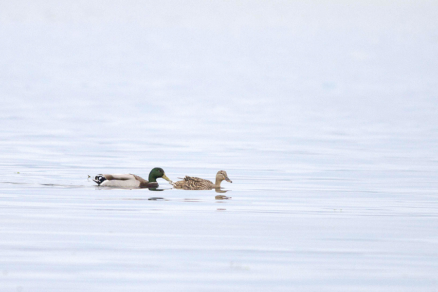 Mallard