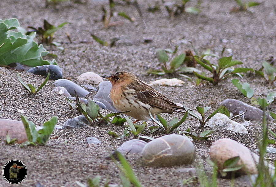 Red-throated Pipit