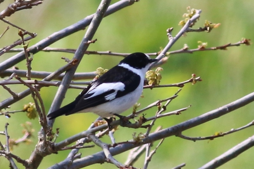 Collared Flycatcher