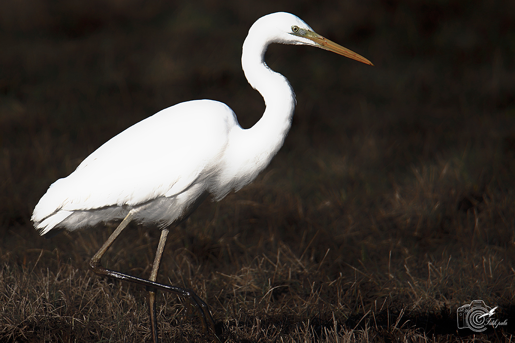 Great Egret
