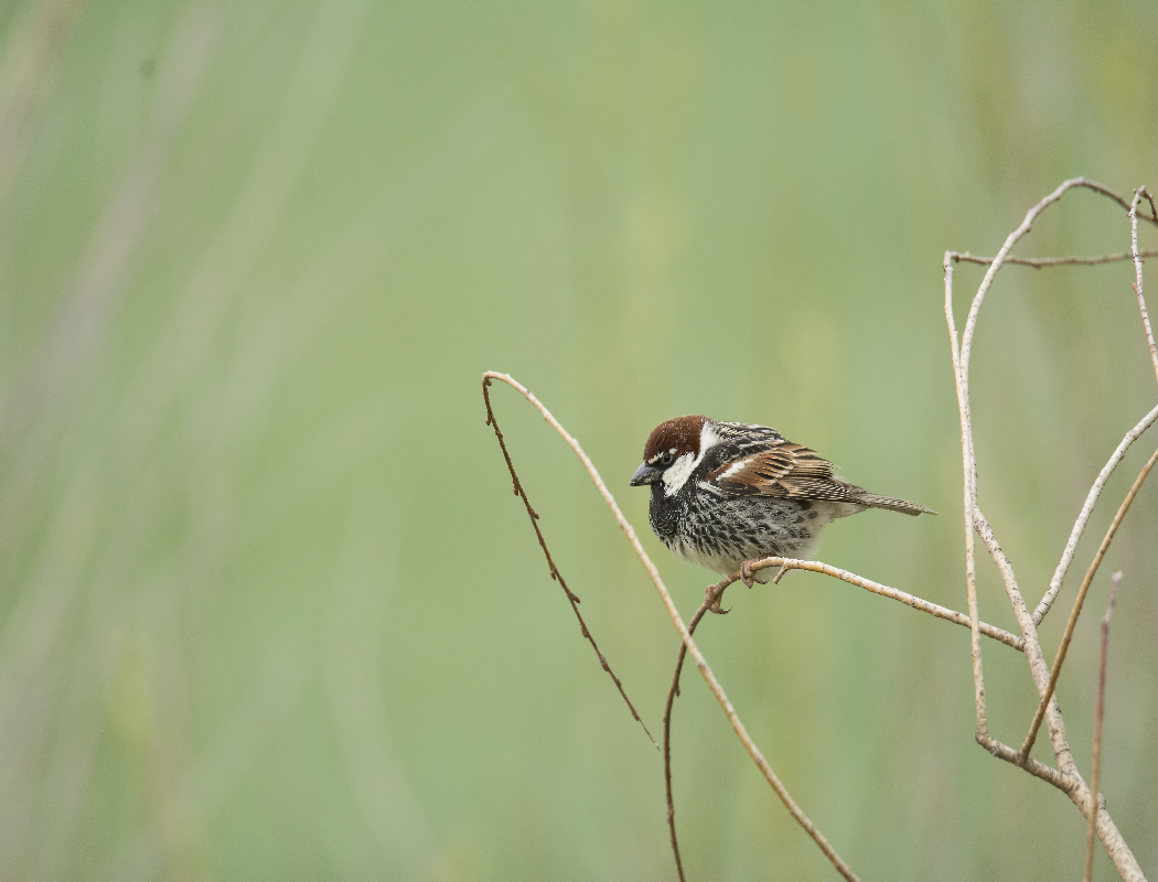 Spanish Sparrow