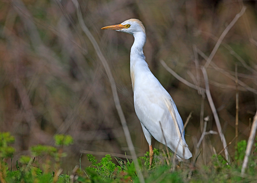Western Cattle Egret
