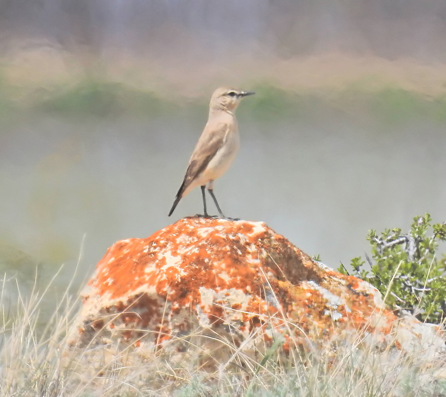 Isabelline Wheatear