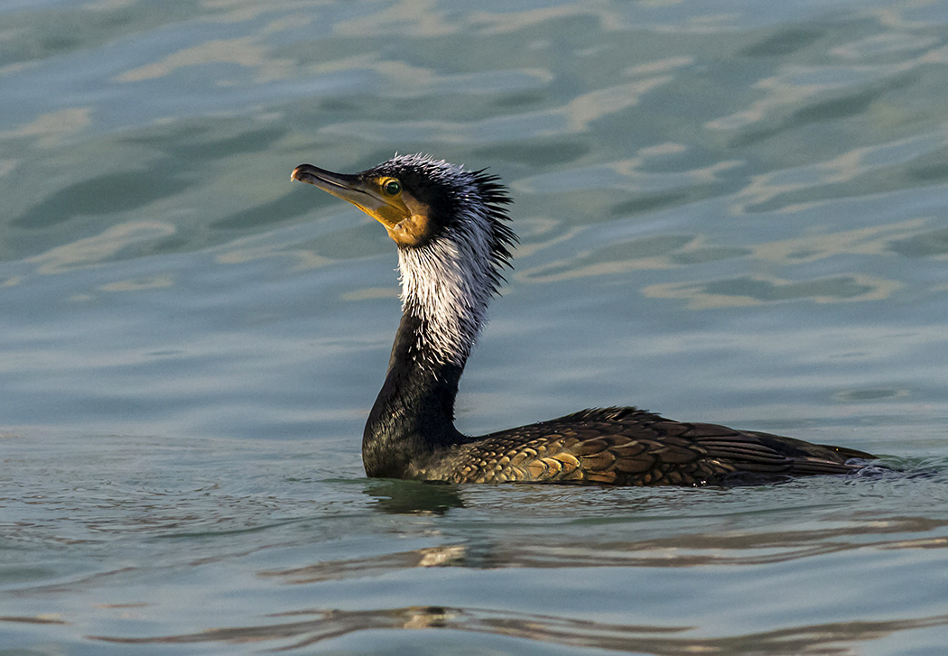 Great Cormorant