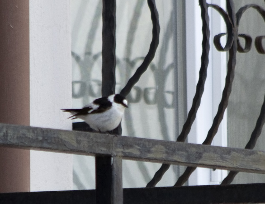 Collared Flycatcher