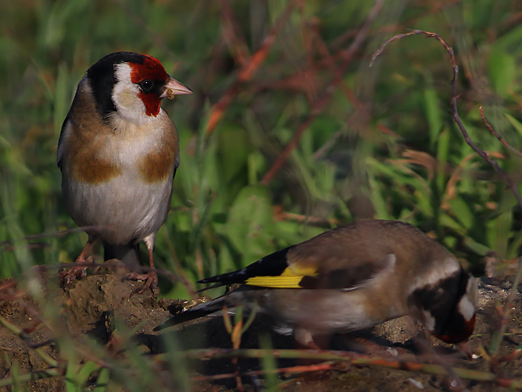 European Goldfinch