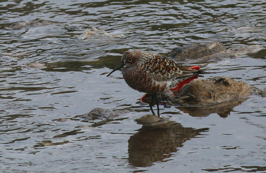 Curlew Sandpiper
