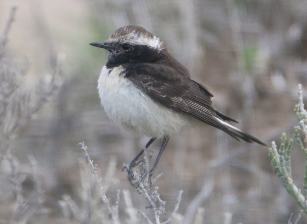 Cyprus Wheatear
