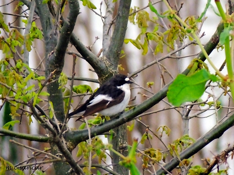 European Pied Flycatcher