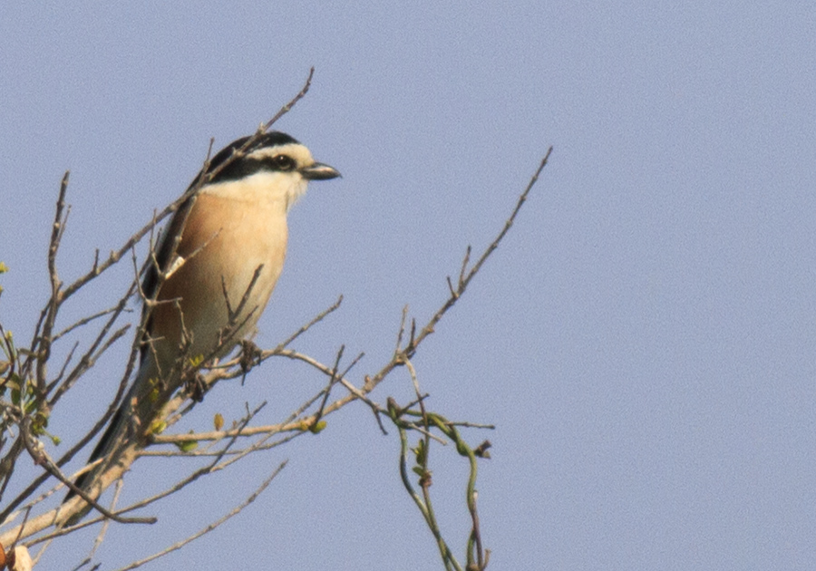 Masked Shrike