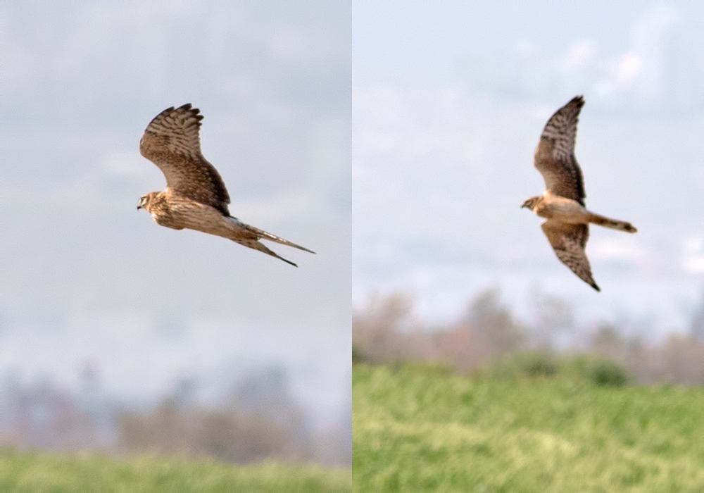 Pallid Harrier