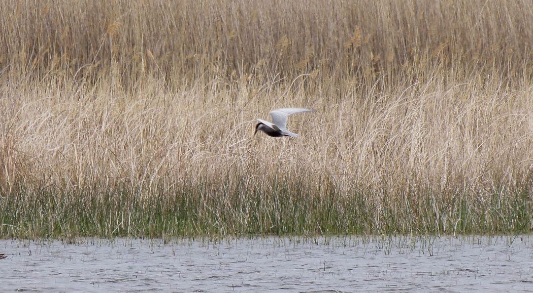 Whiskered Tern