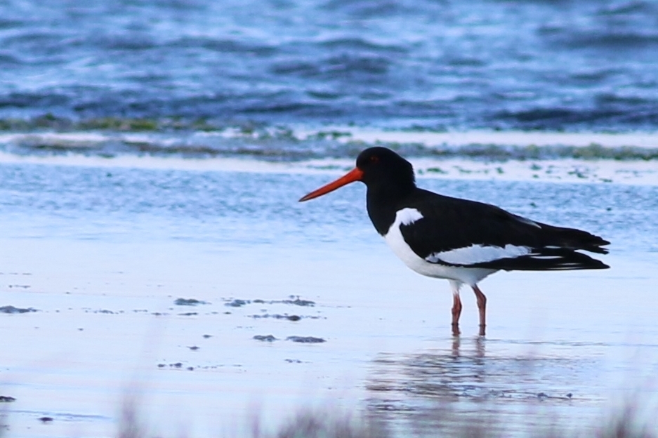 Eurasian Oystercatcher