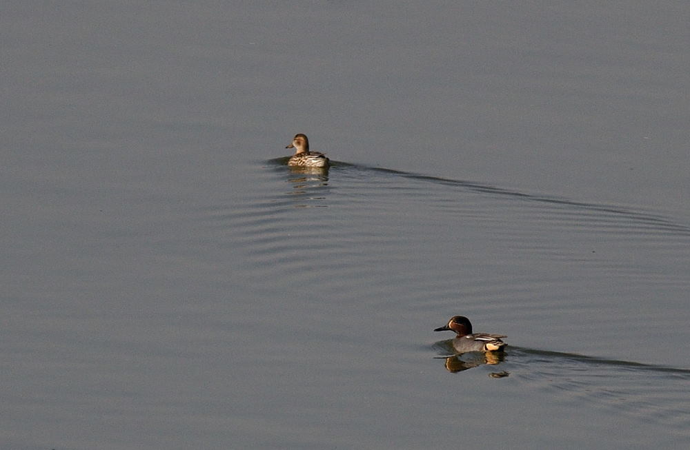 Eurasian Teal