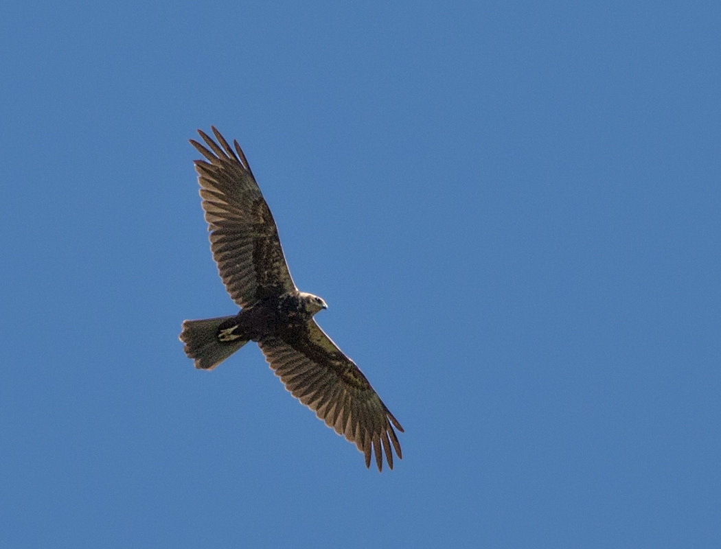Western Marsh Harrier