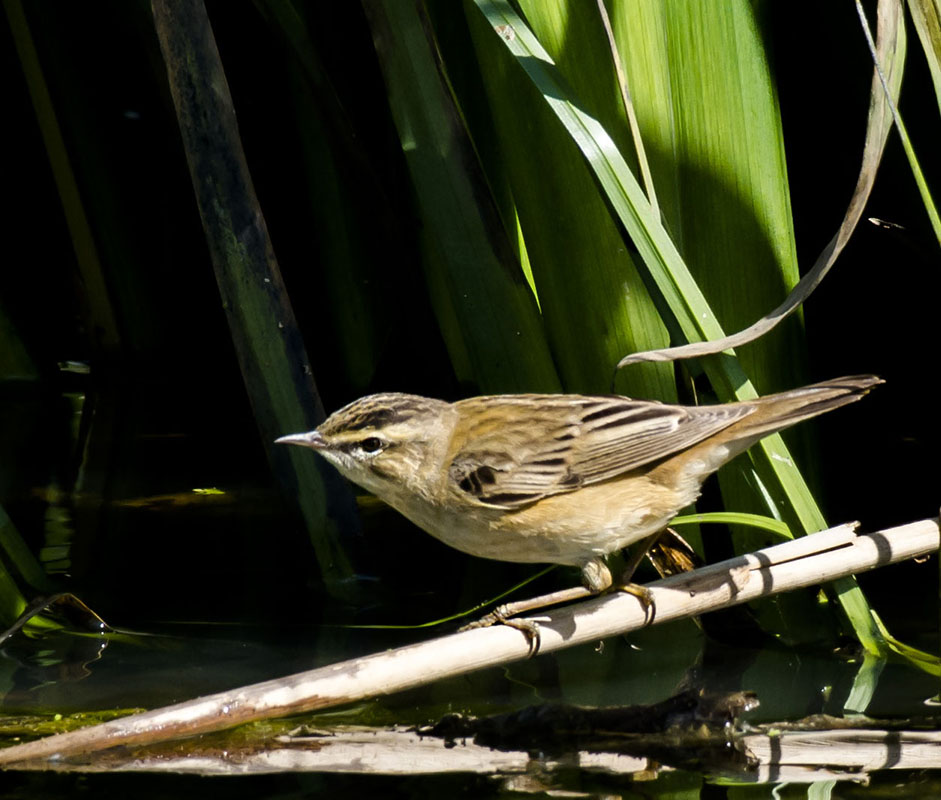 Sedge Warbler
