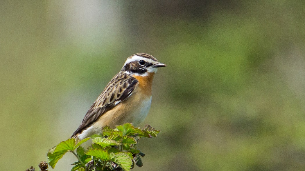 Whinchat