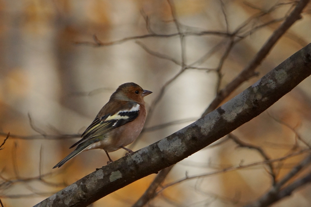 Eurasian Chaffinch