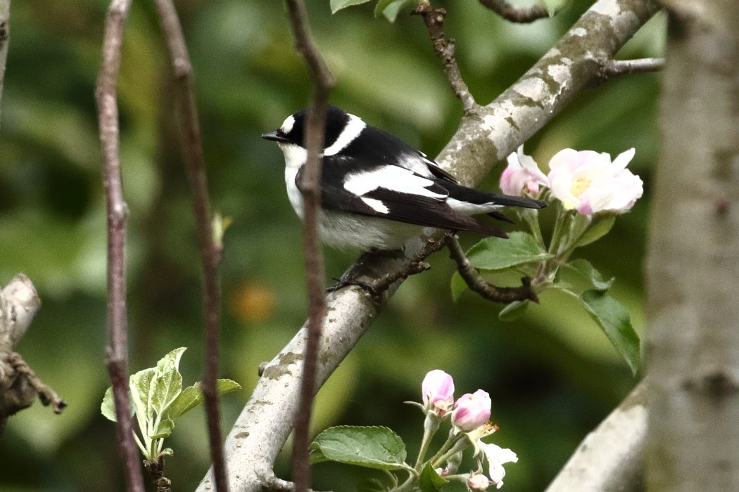 Collared Flycatcher