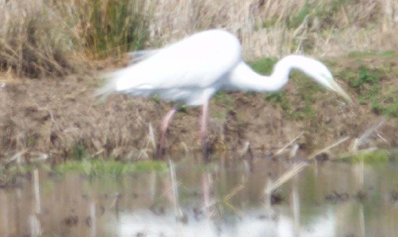 Great Egret