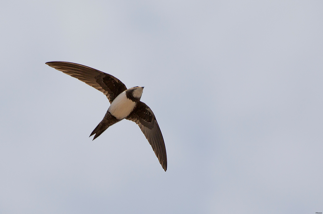 Alpine Swift
