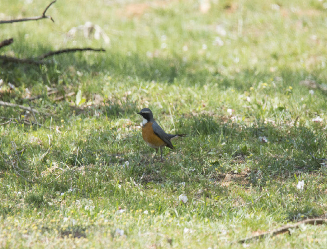 White-throated Robin