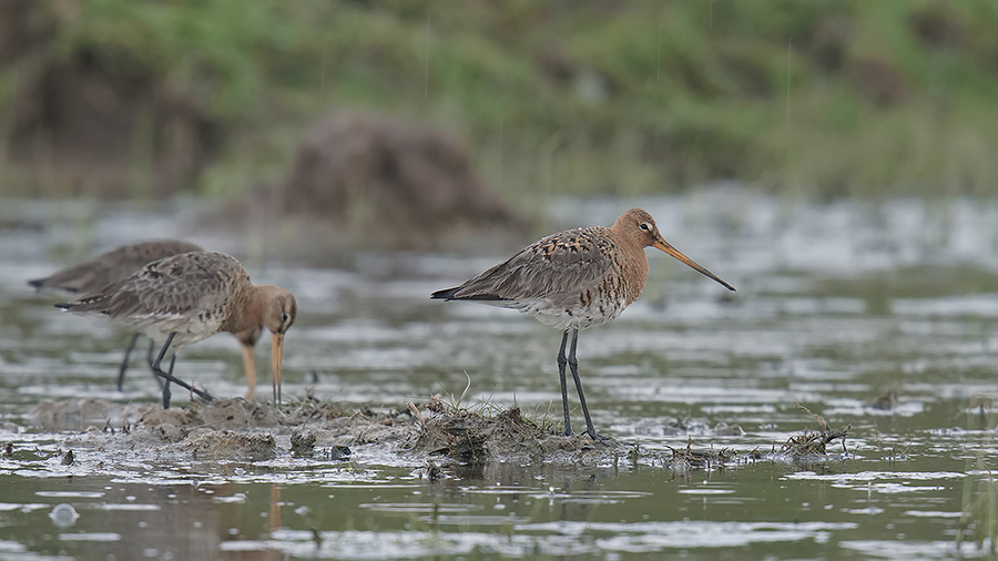 Black-tailed Godwit