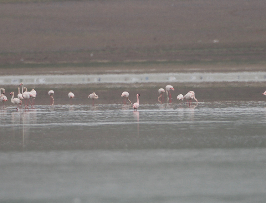Lesser Flamingo