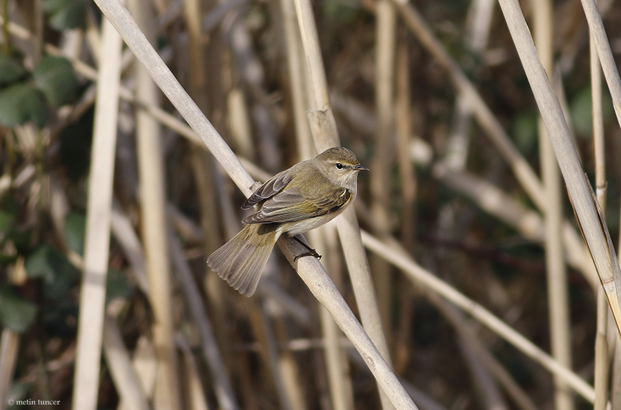 Common Chiffchaff