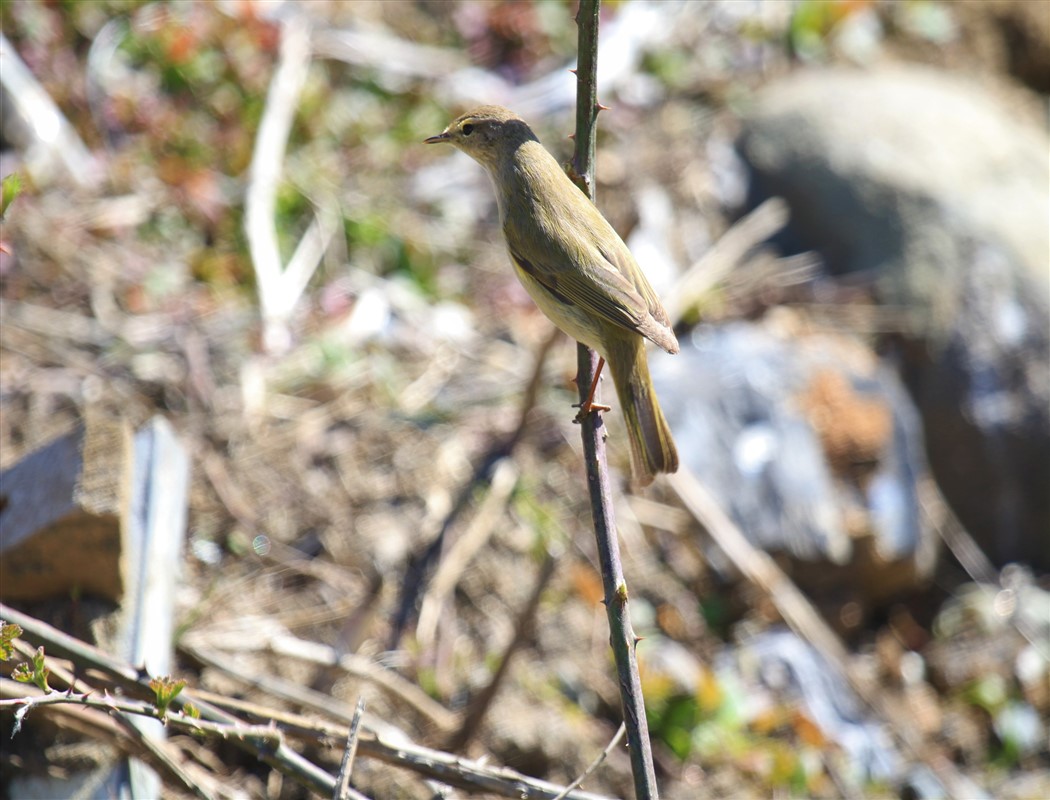 Willow Warbler