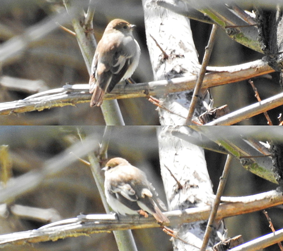 Collared Flycatcher