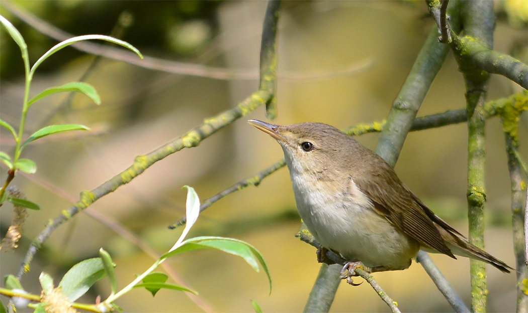Common Reed Warbler