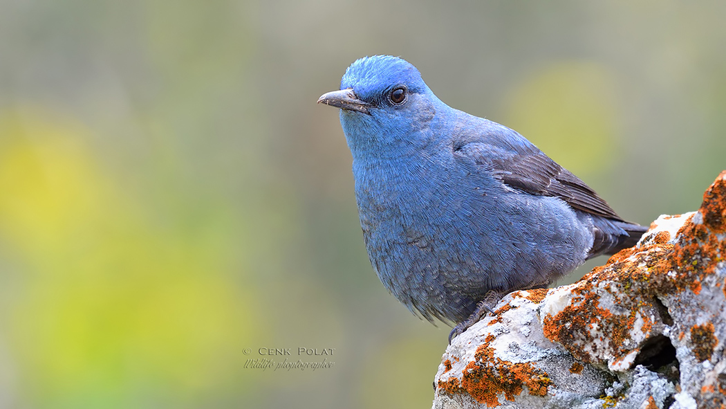 Blue Rock Thrush