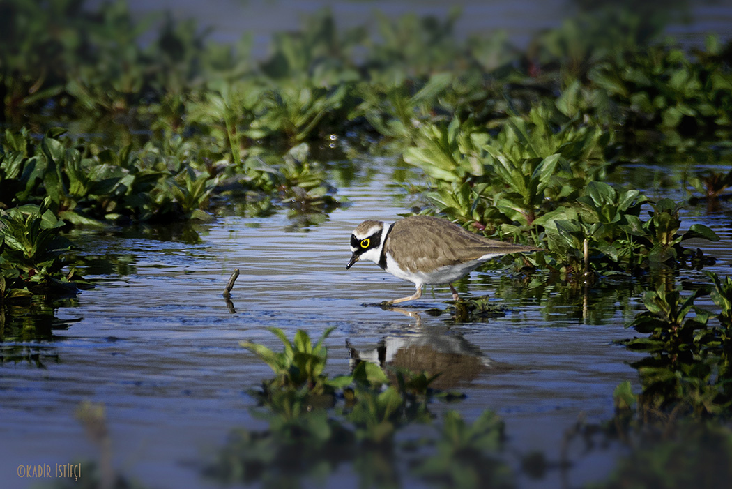 Little Ringed Plover