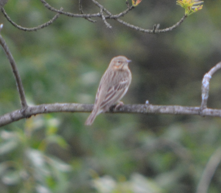 Spotted Flycatcher