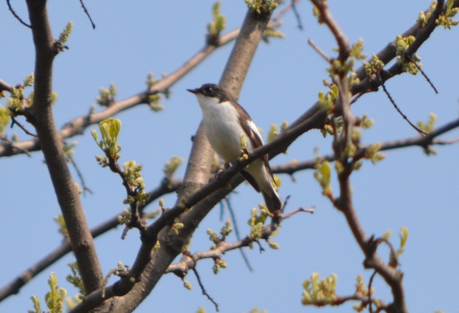 European Pied Flycatcher