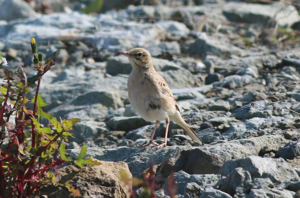 Tawny Pipit