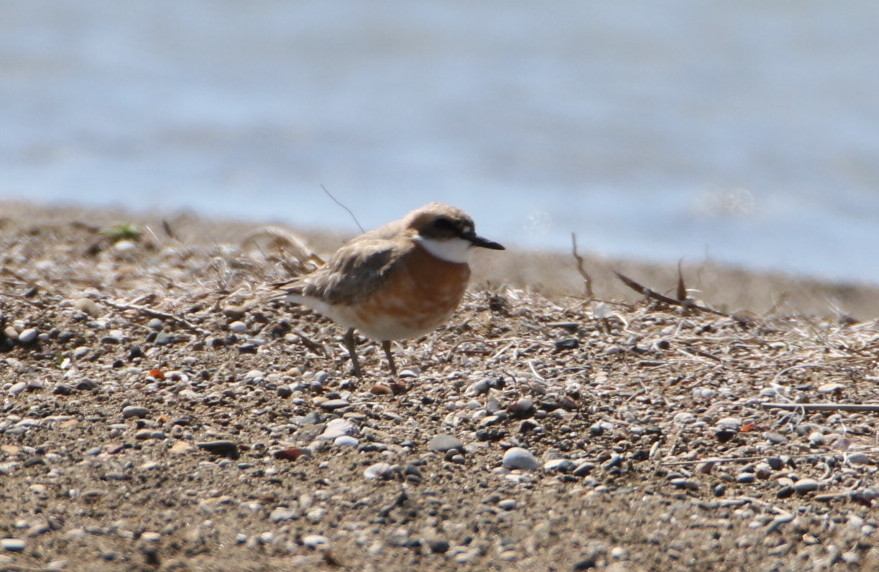 Greater Sand Plover