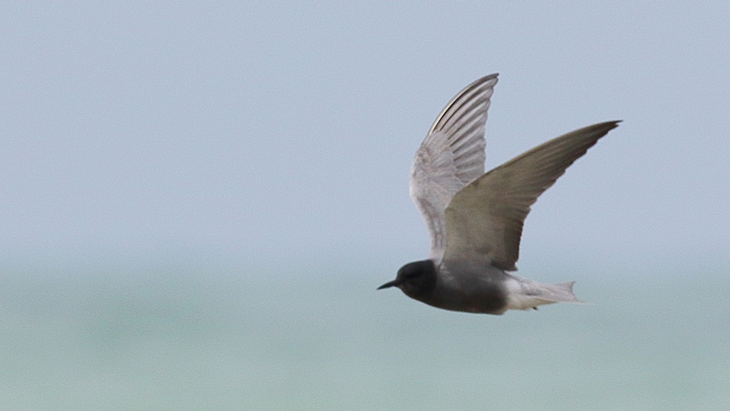 Black Tern
