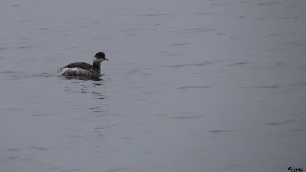 Black-necked Grebe