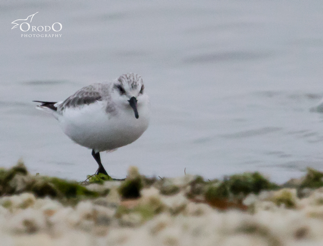 Sanderling