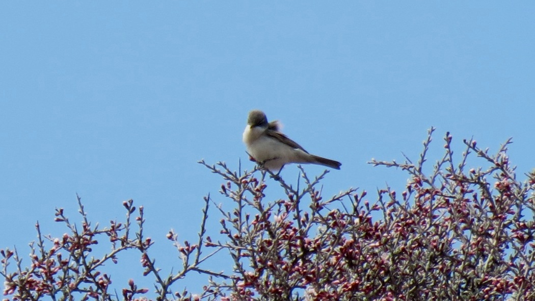 Lesser Whitethroat