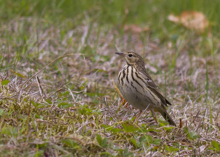 Tree Pipit