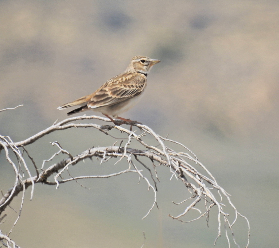 Calandra Lark